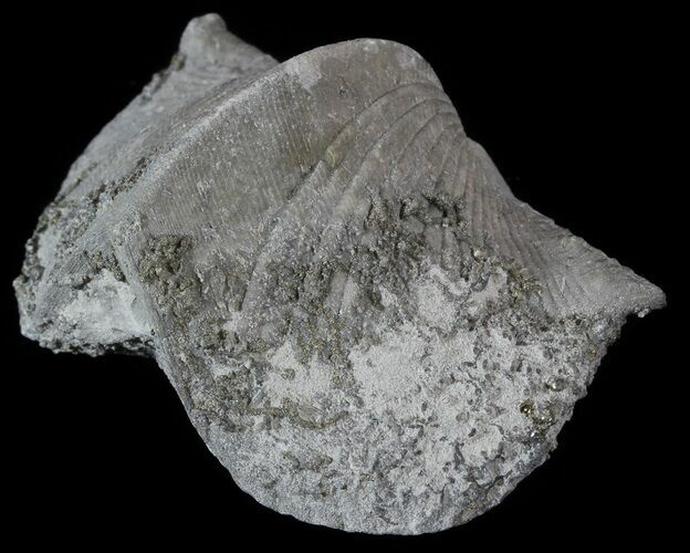 Pyrite Replaced Brachiopod (Paraspirifer) - Ohio #52705